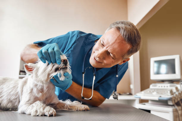 Best Emergency Dental Extractions in Siesta Shores, TX